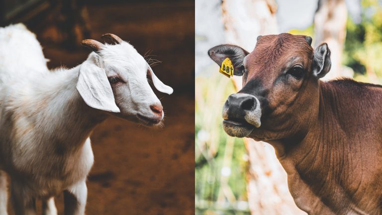 Kambing & Lembu