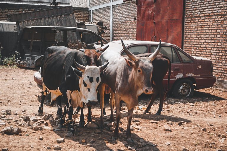 Harga Haiwan Korban di Luar Negara Lebih Murah Dari Malaysia?